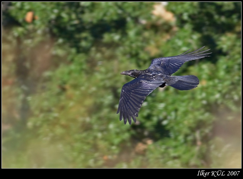 Northern Raven