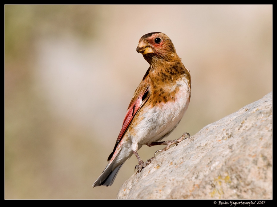 Crimson-winged Finch