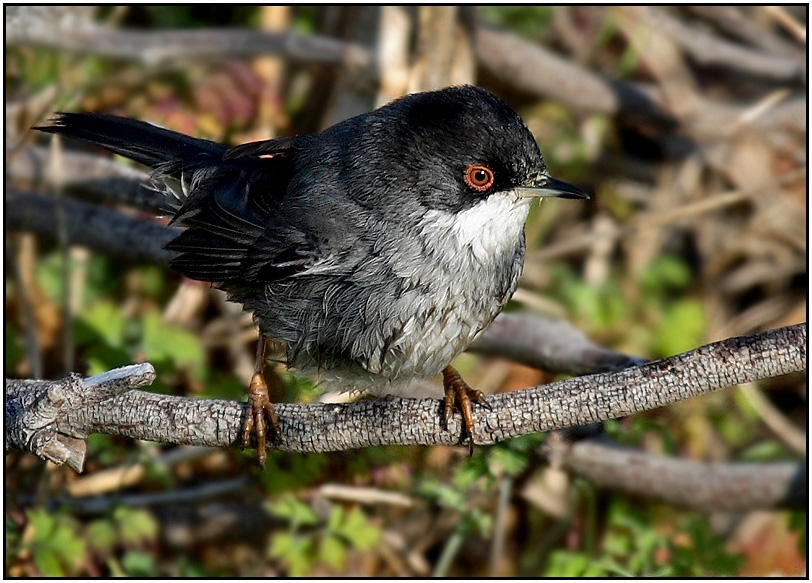 Sardinian Warbler