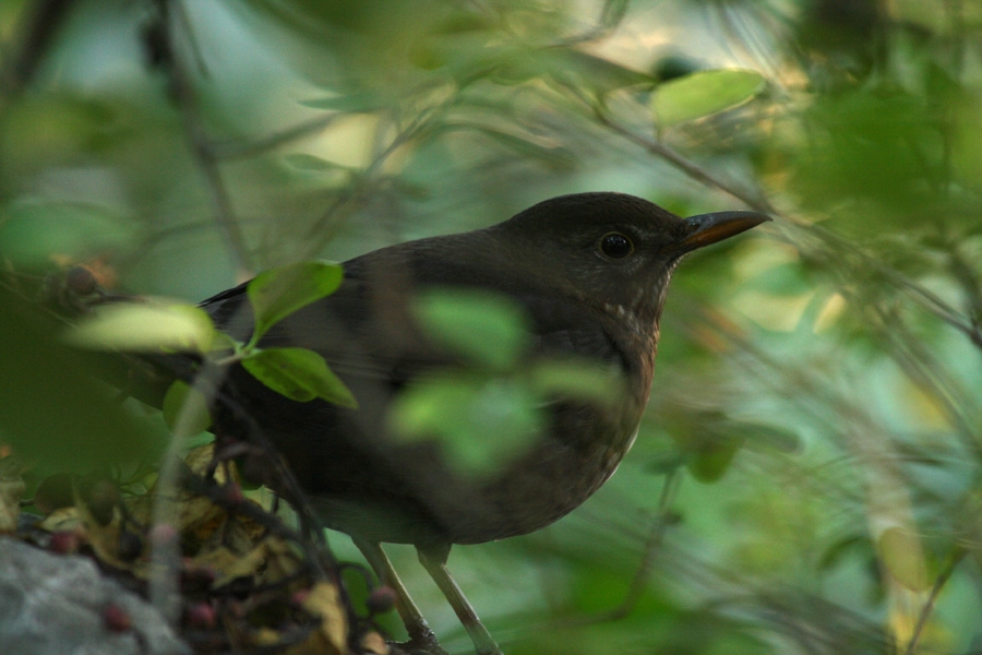 Common Blackbird