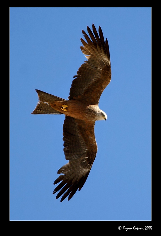 Black Kite