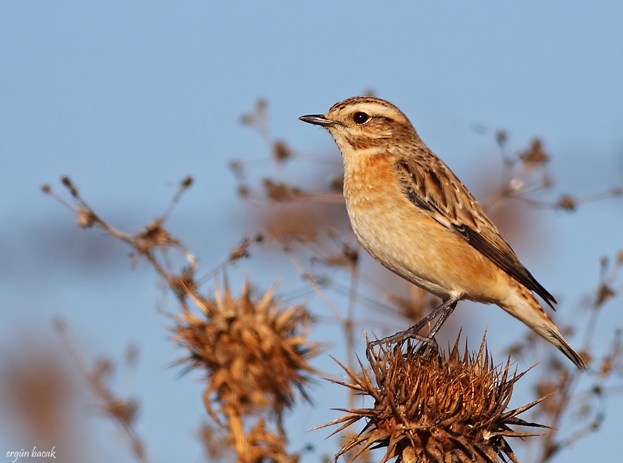 Whinchat