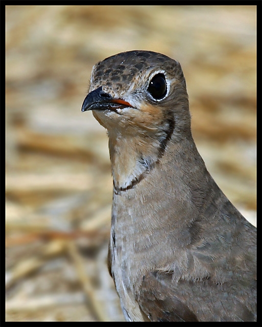 Collared Pratincole