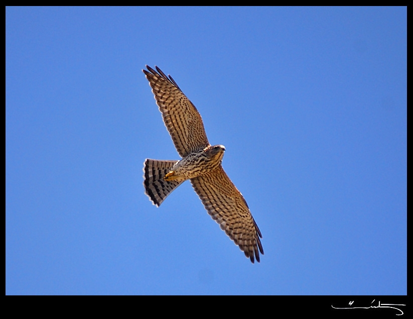 Levant Sparrowhawk