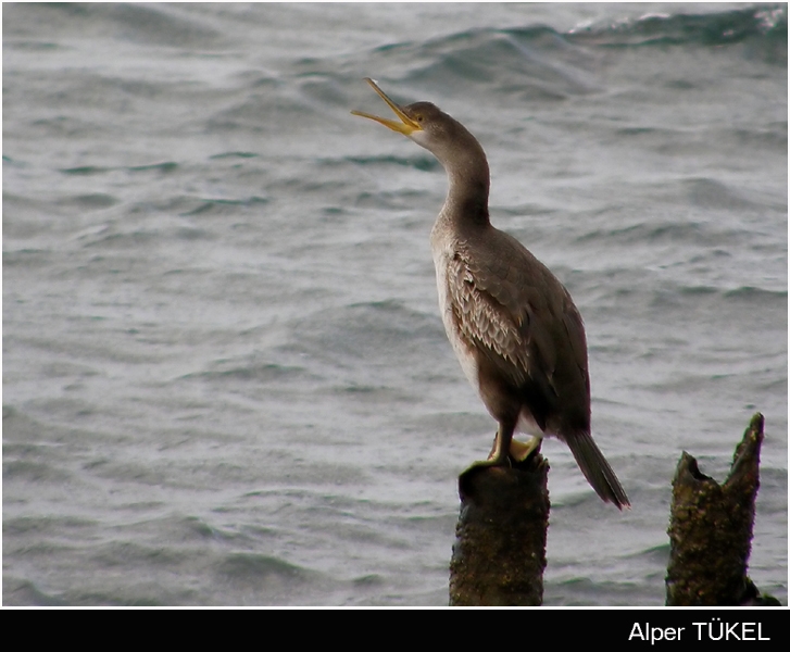 European Shag