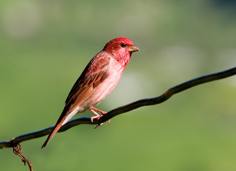 Common Rosefinch