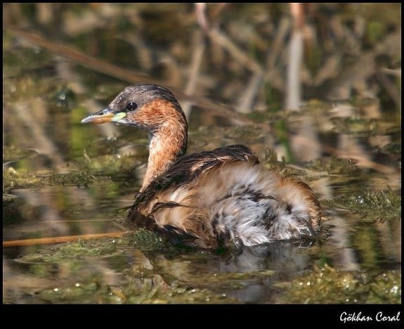 Little Grebe
