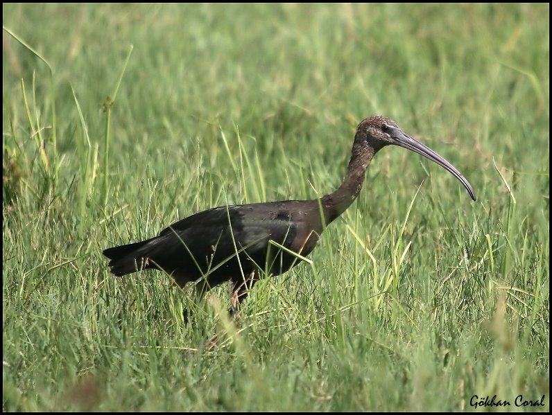 Glossy Ibis