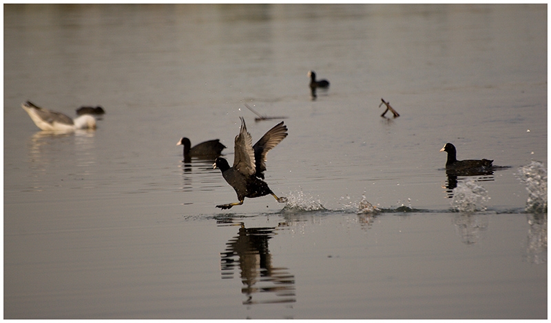 Eurasian Coot