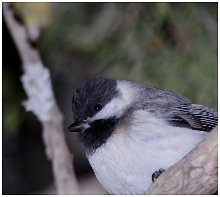 Sombre Tit