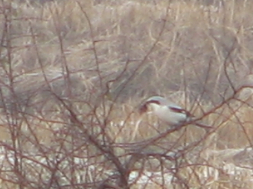 Great Grey Shrike