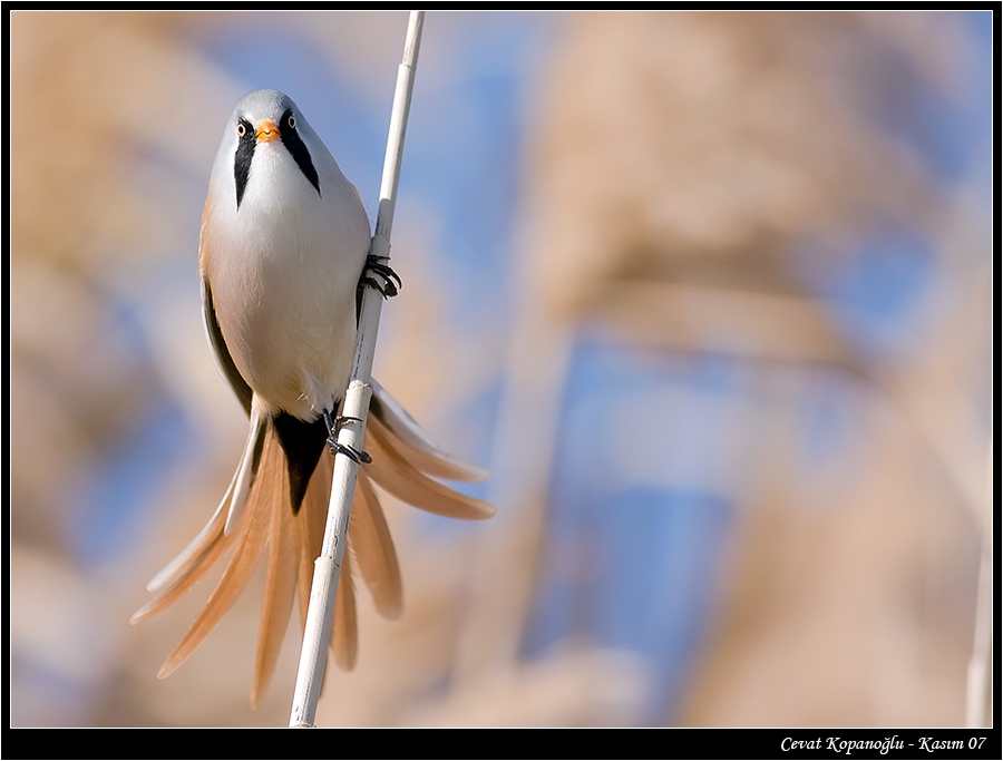 Bearded Reedling
