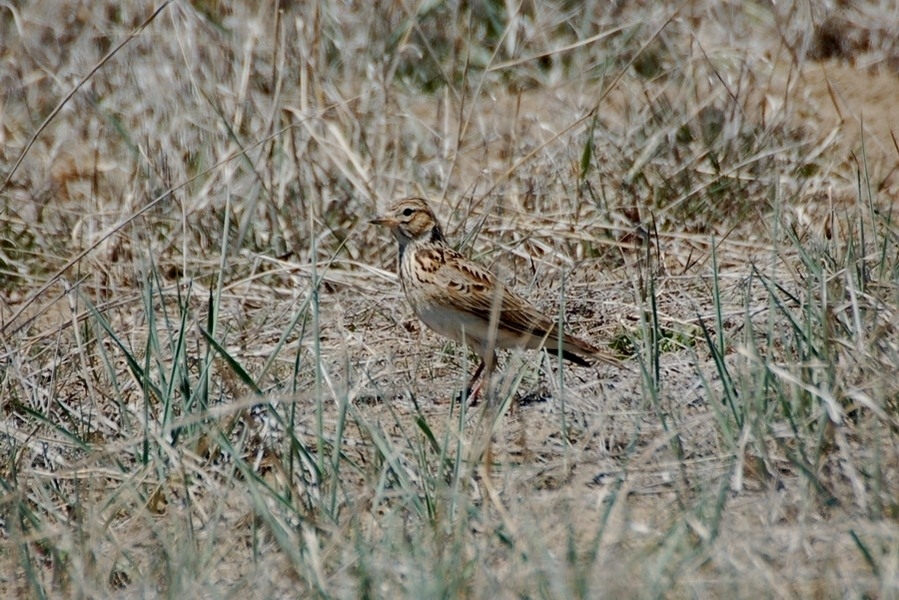 Turkestan Short-toed Lark