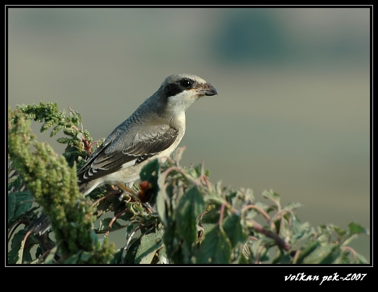 Lesser Grey Shrike