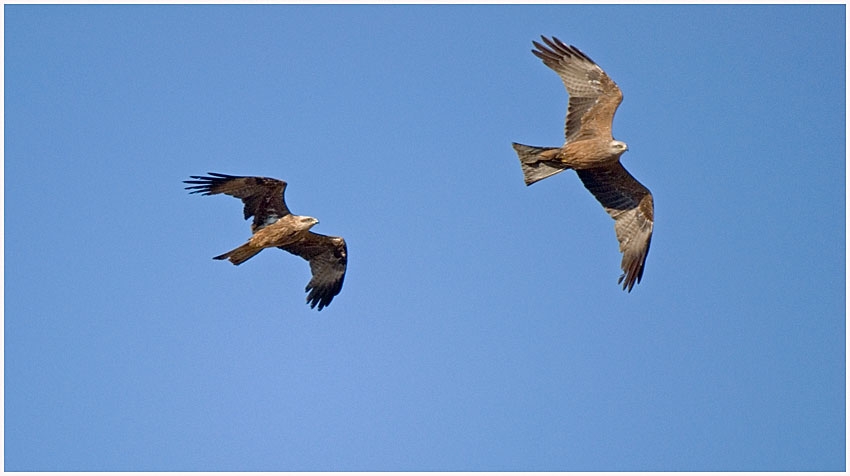 Black Kite