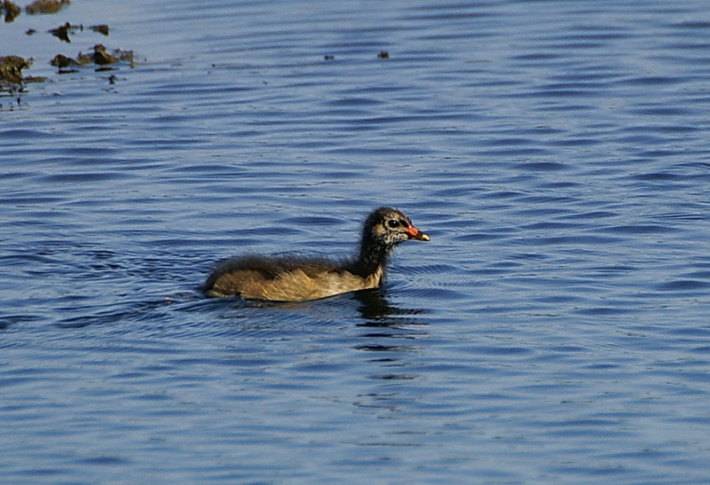 Common Moorhen