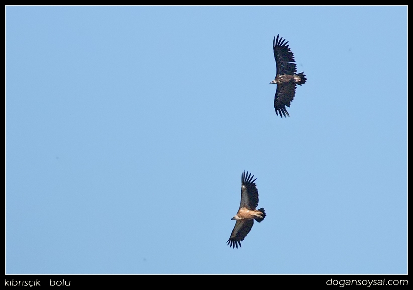 Griffon Vulture