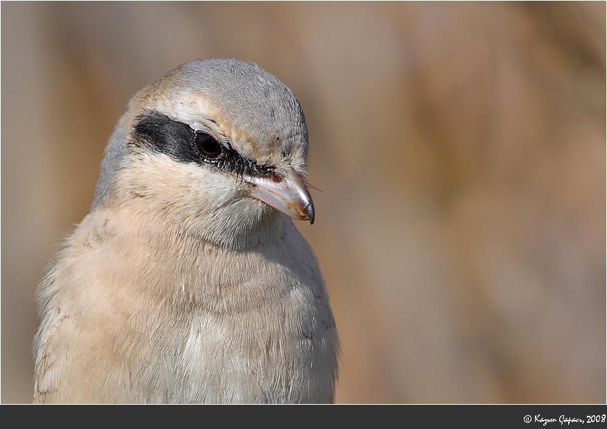 Red-tailed Shrike