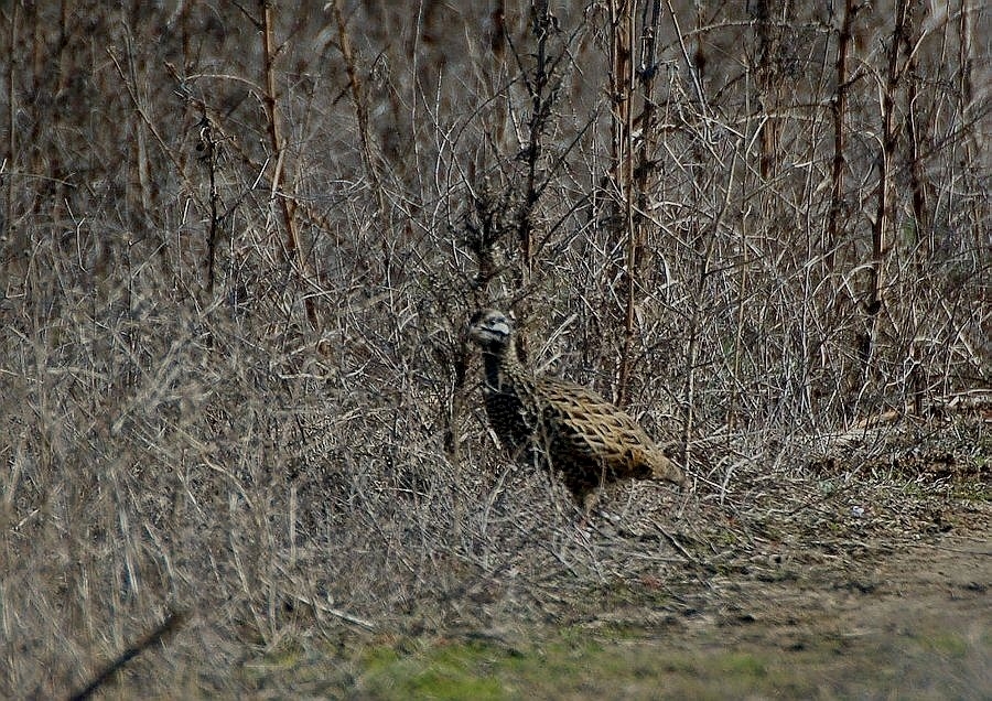Black Francolin