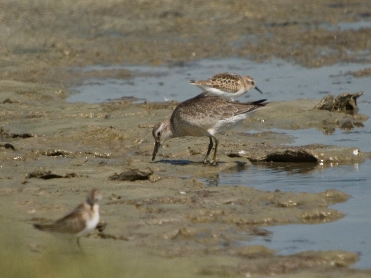 Red Knot