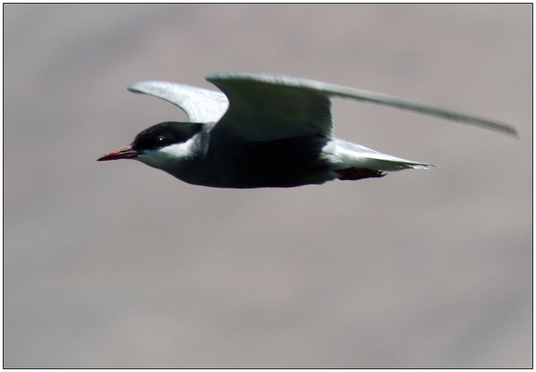Whiskered Tern
