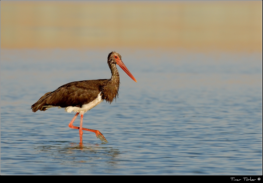 Black Stork