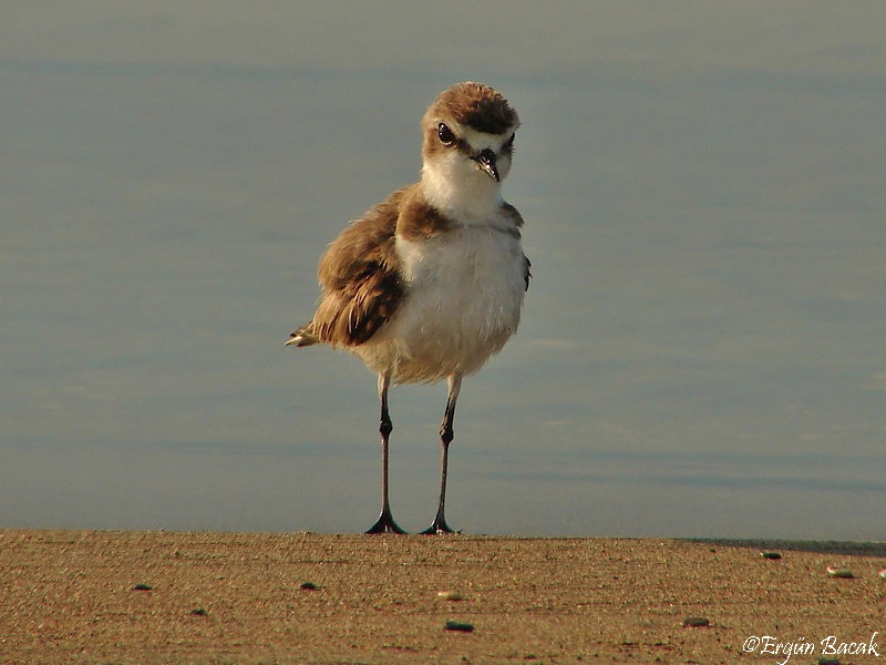 Kentish Plover
