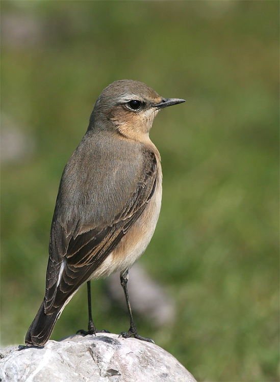 Northern Wheatear