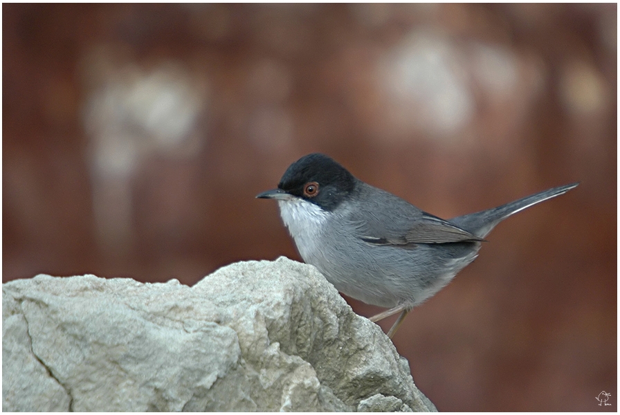 Sardinian Warbler