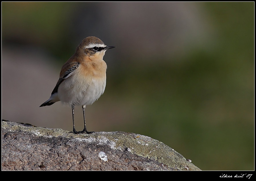 Northern Wheatear
