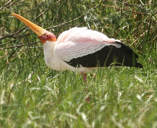Yellow-billed Stork