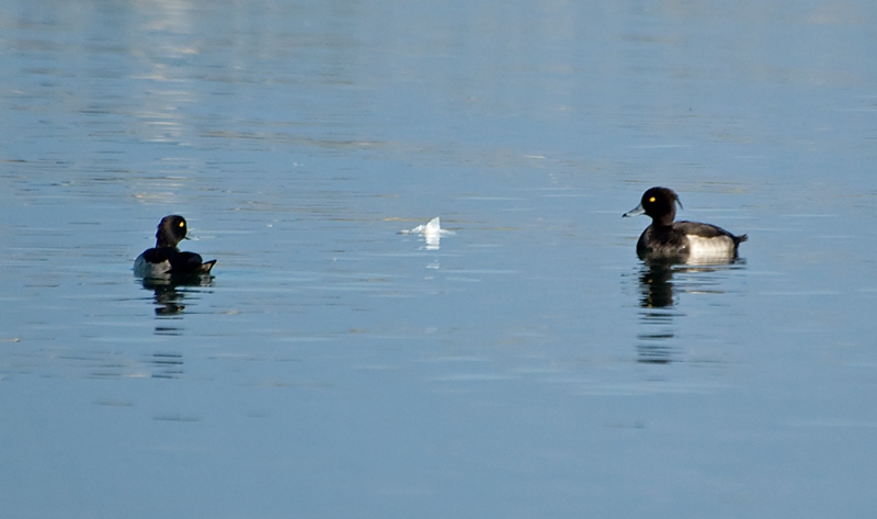 Tufted Duck