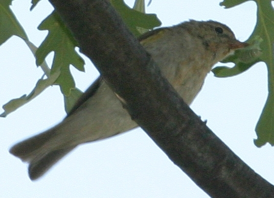 Eastern Bonelli`s Warbler