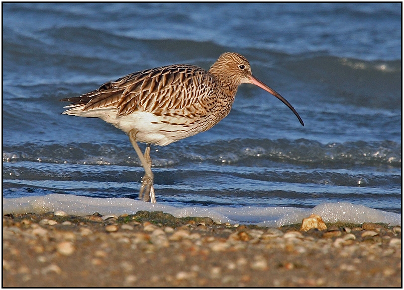 Eurasian Curlew