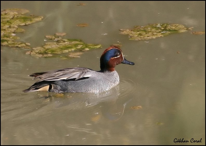 Eurasian Teal