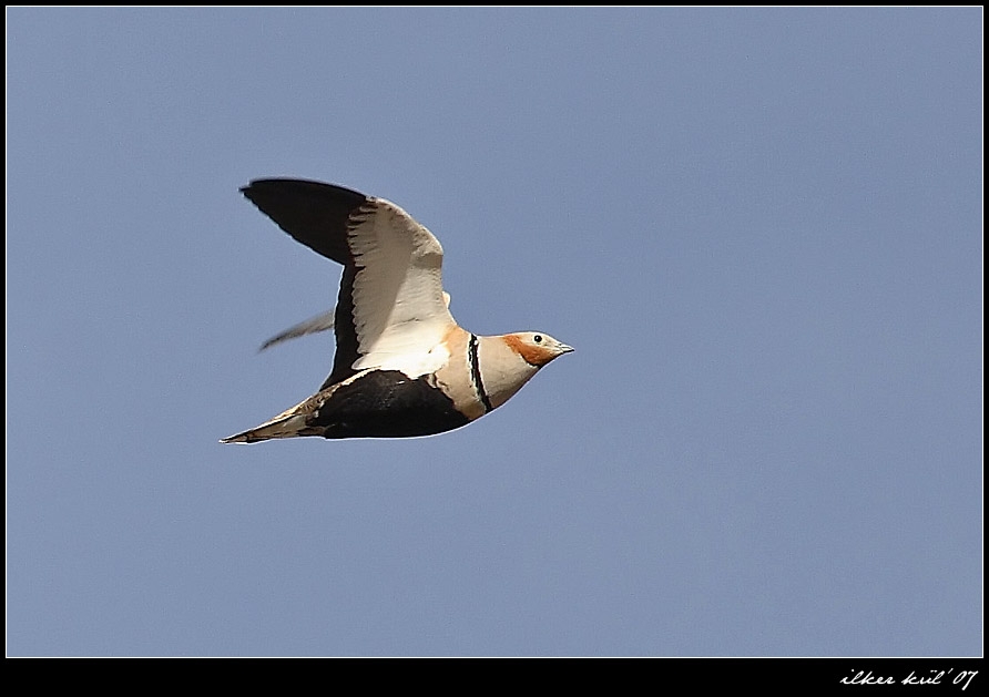 Black-bellied Sandgrouse