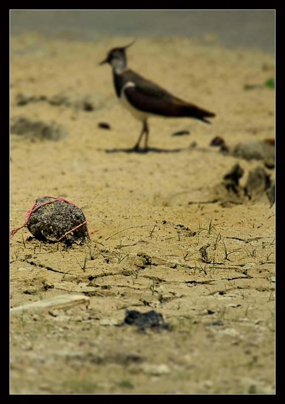 Northern Lapwing