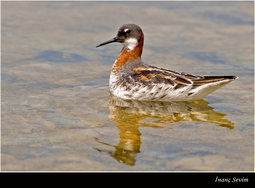 Red-necked Phalarope