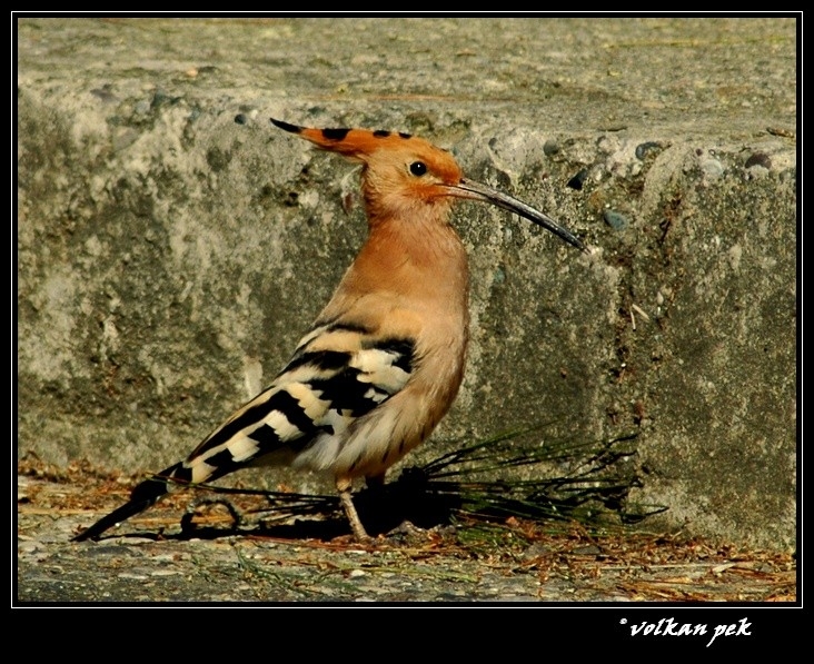 Common Hoopoe