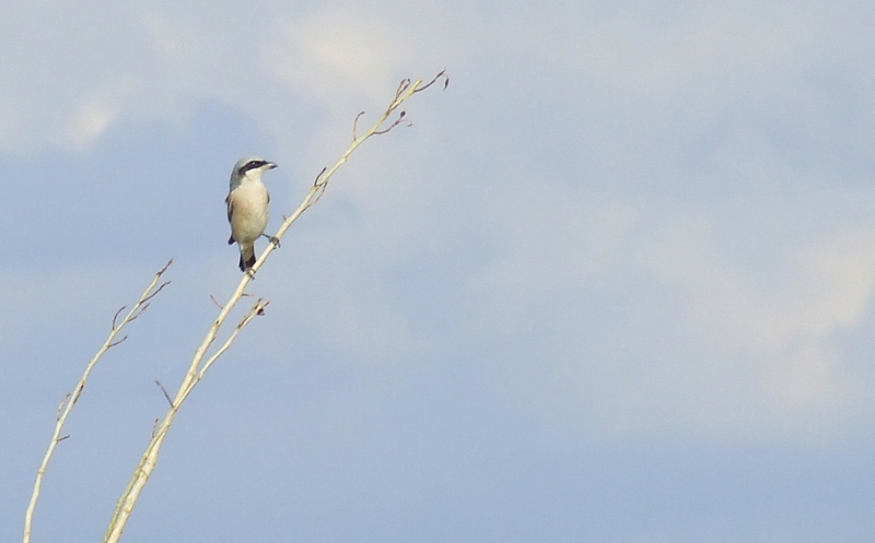Lesser Grey Shrike