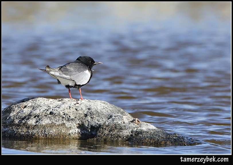 White-winged Tern