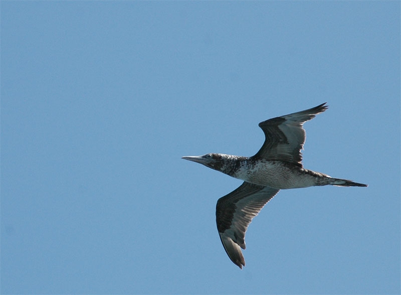 Northern Gannet
