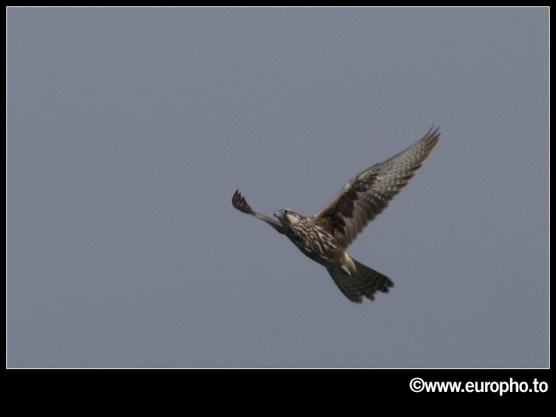 Saker Falcon