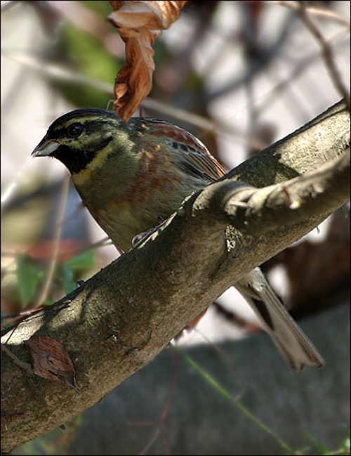 Cirl Bunting