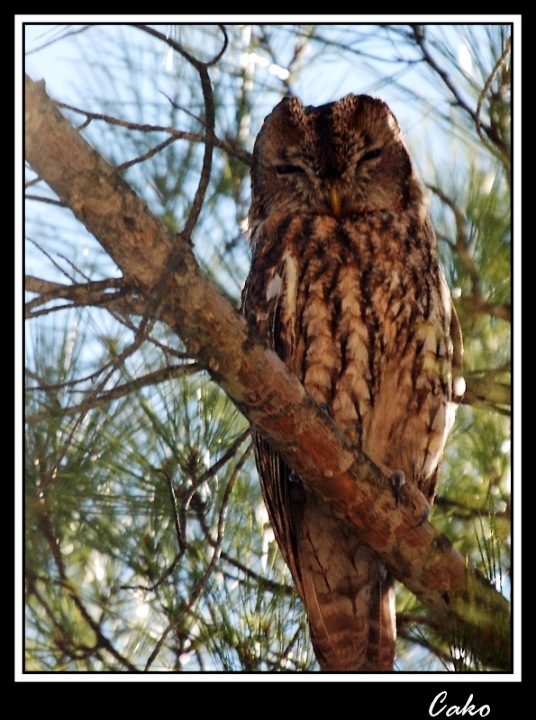 Tawny Owl