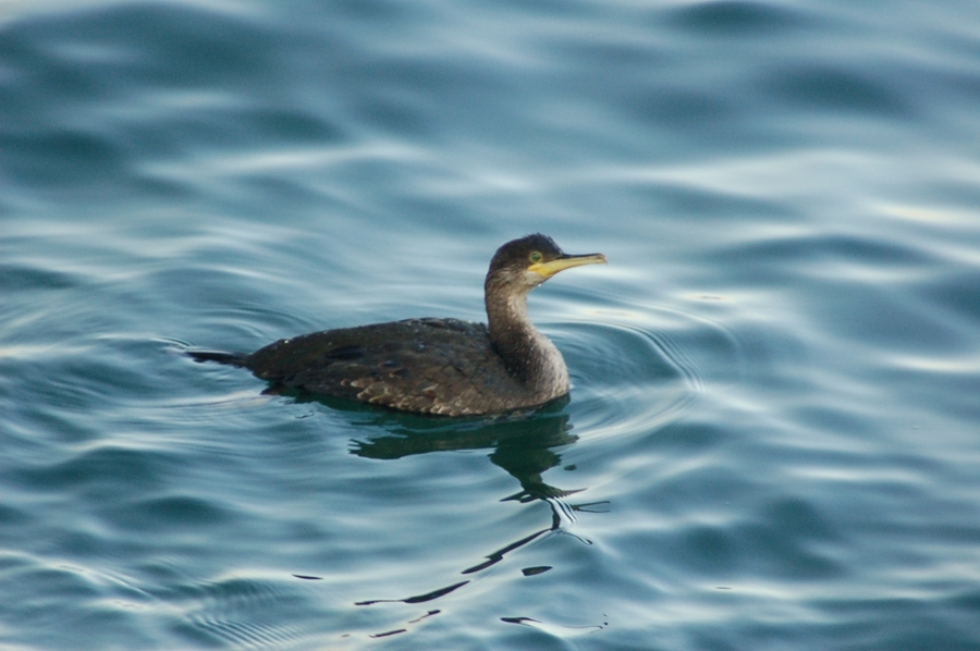 European Shag