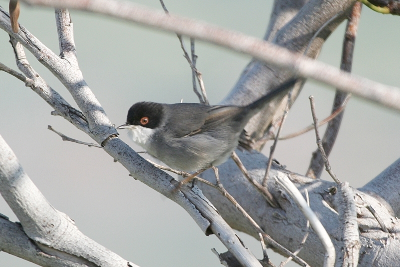 Sardinian Warbler
