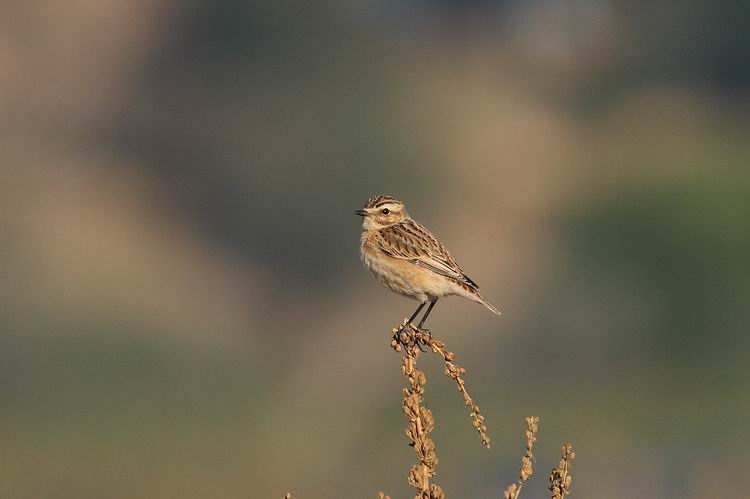 Whinchat