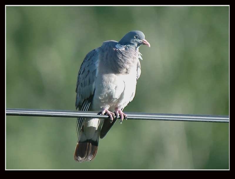 Common Wood Pigeon