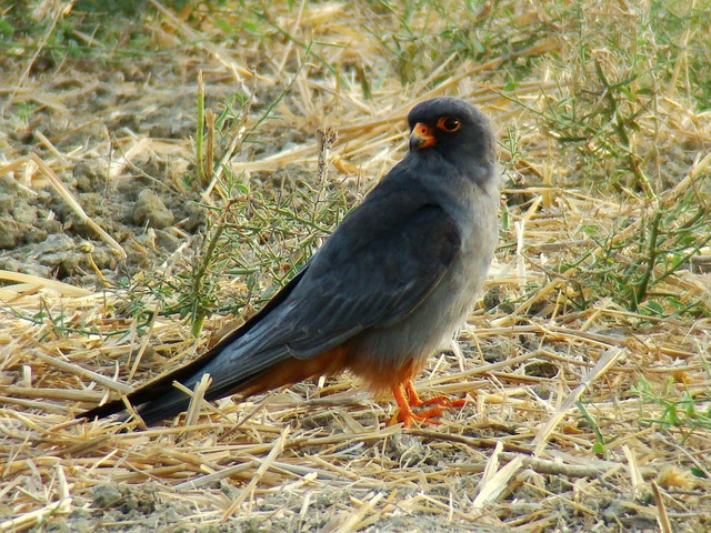 Red-footed Falcon